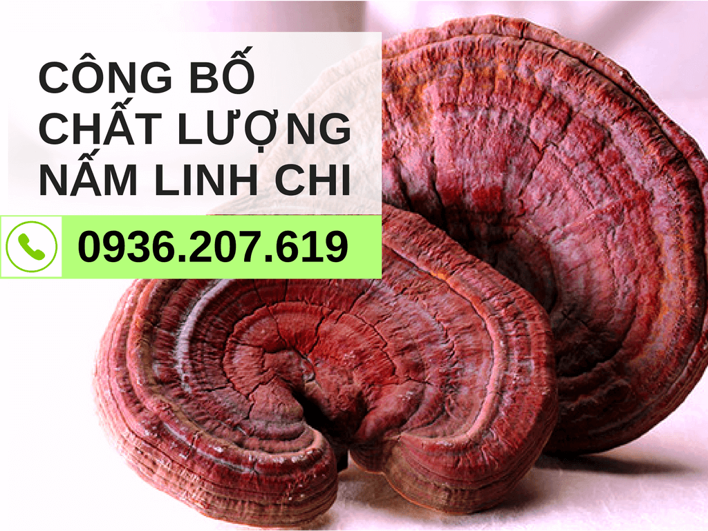 cong-bo-chat-luong-san-pham-nam-linh-chi